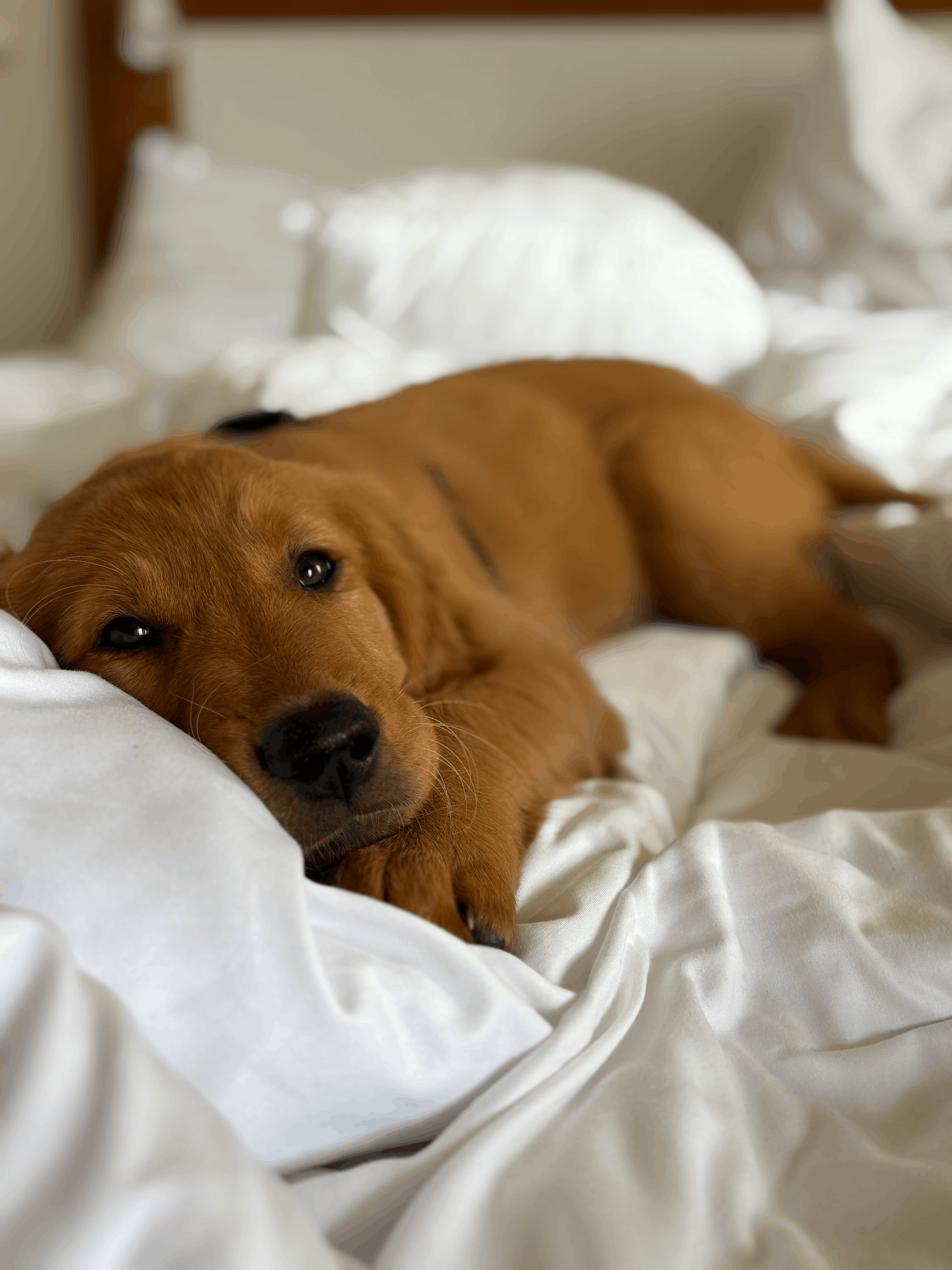 Oskar the Golden Retriever